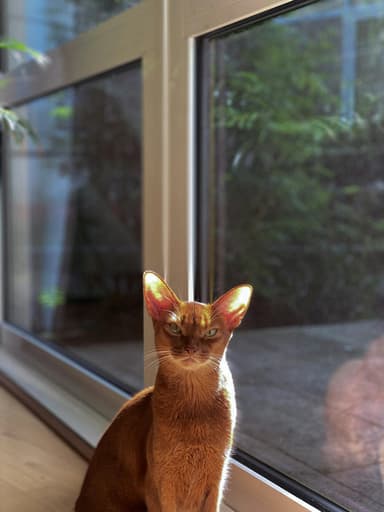 Abyssinian