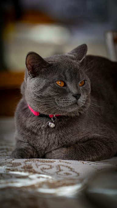 British Shorthair
