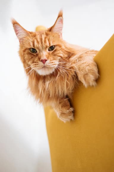 Maine Coon